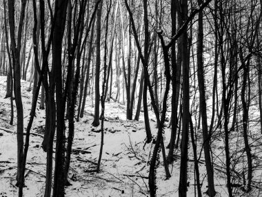 ısmarlayarak kar kış gününde orman kaplı