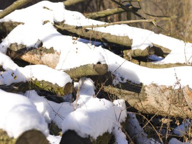 karla kaplı ağaç dalları, yakın çekim