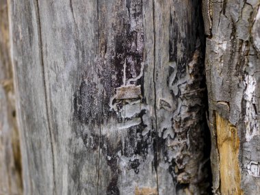 Kahverengi ahşap dokulu doğrama şablonu