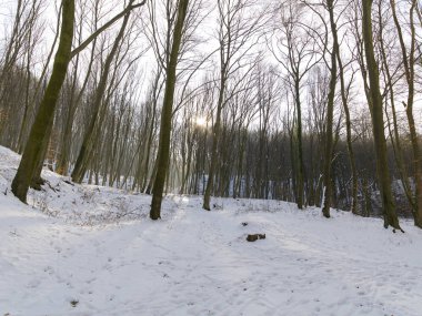 kar kış gününde road arasında orman kaplı