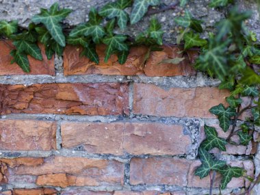 sarmaşık kapalı eski yıpranmış tuğla duvar 