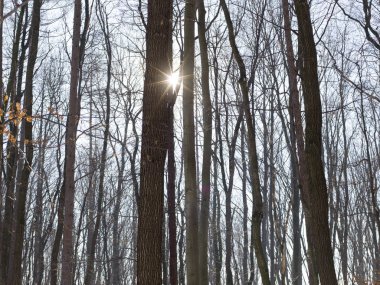 ısmarlayarak çıplak ağaç gövdeleri, güneşli bir gün