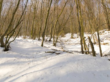 kar kış gününde road arasında orman kaplı