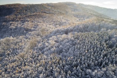 kar hava görünümünü orman güneşli kış gününde kaplı.