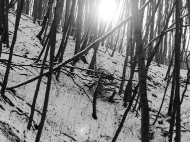 ısmarlayarak kar kış gününde orman kaplı