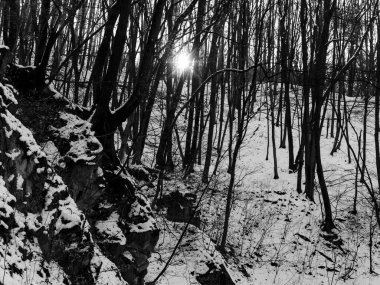 ısmarlayarak kar kış gününde orman kaplı