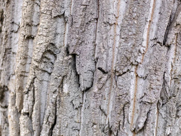 Nahaufnahme Von Holz Für Tischlerhintergrund — Stockfoto