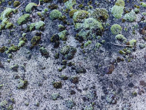 背景与青苔被盖的圆卵石石头 — 图库照片