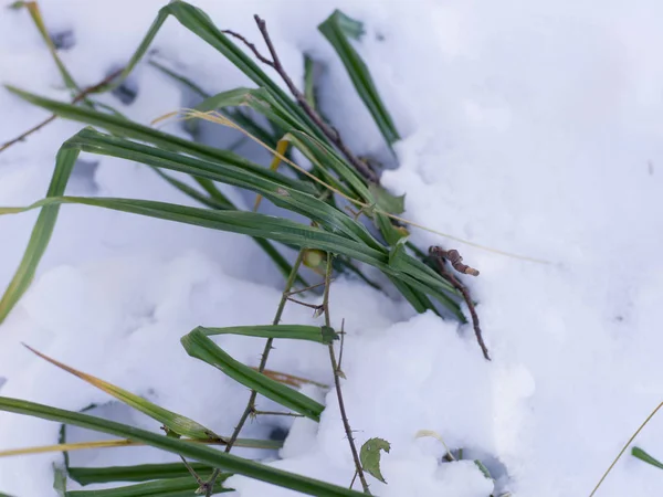 Erba Verde Coperta Neve Campo Primo Piano — Foto Stock