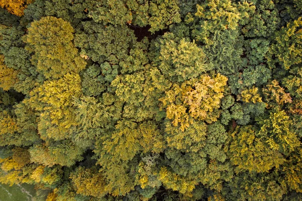 Γραφική Θέα Φωτεινό Καταπράσινο Δάσος Στα Βουνά Στο Ημέρα Του — Φωτογραφία Αρχείου