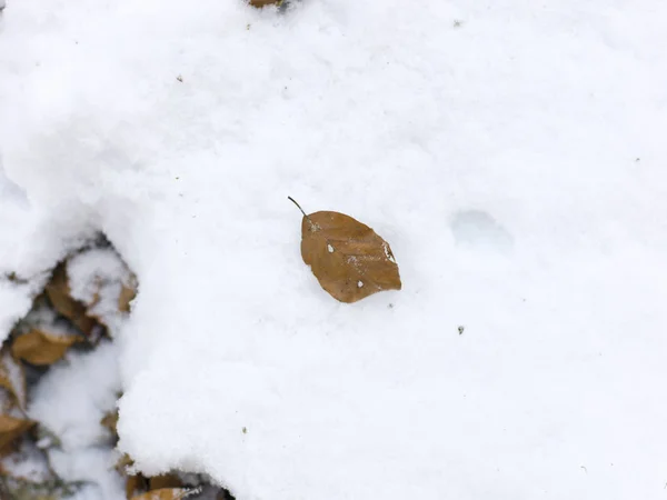 Сушений Осінній Лист Сніжному Фоні — стокове фото