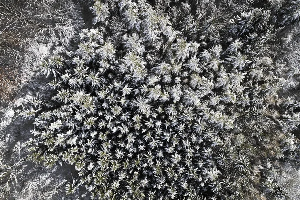 阳光明媚的冬日白雪覆盖森林的鸟瞰图 — 图库照片