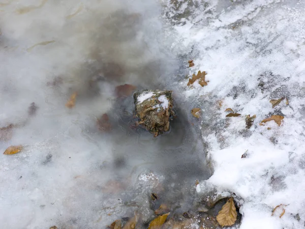 Kuru Yaprak Buz Yakın Çekim — Stok fotoğraf