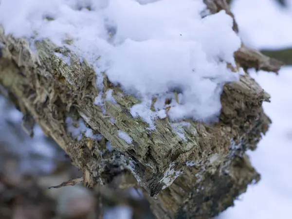 Ramo Albero Coperto Neve Sfondo Natura Sfocata — Foto Stock