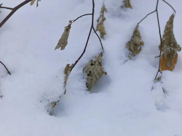 Snow Covered Tree Branches Autumn Leaves Close — Stock Photo, Image