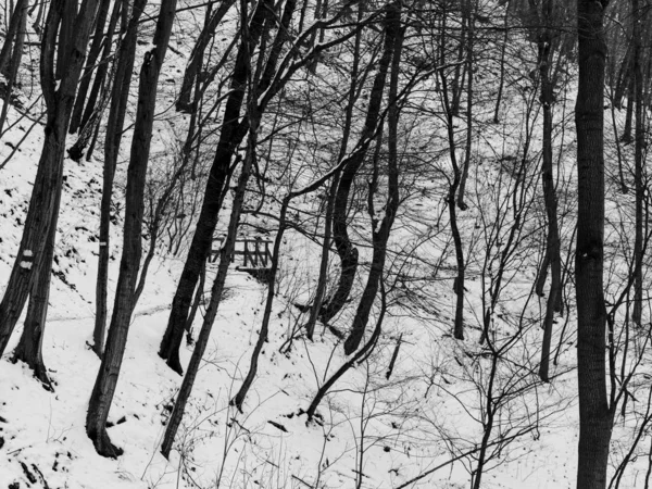 ısmarlayarak kar kış gününde orman kaplı