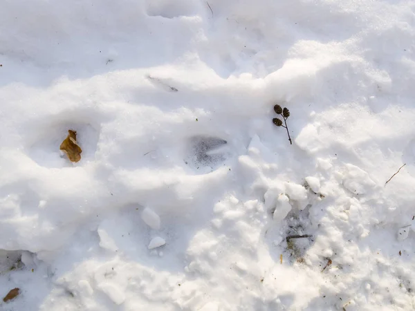 Грязная Белая Текстура Снега Зимний Солнечный День — стоковое фото