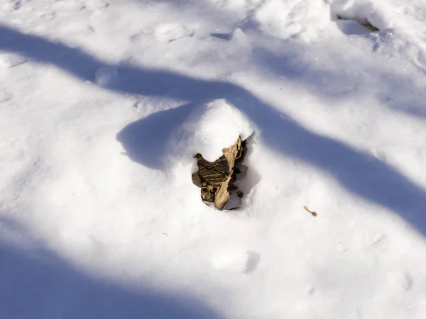 Haufen Schneebedecktes Getrocknetes Brennholz Sonnigem Tag — Stockfoto