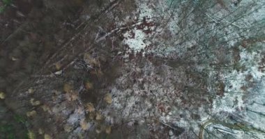 erken kış sabahı dağ yamacında kayın ormanı pitoresk görünümü 