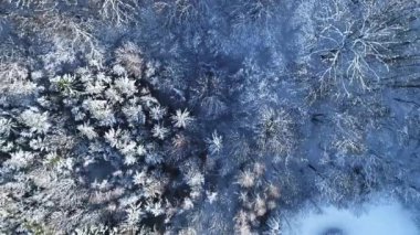 ısmarlayarak kar orman dağlarında kış gününde kaplı.