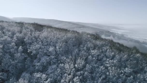 Malowniczy Widok Śniegu Objętych Lasu Górach Zimowy Dzień — Wideo stockowe