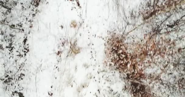 Vista Aérea Floresta Coberta Neve Dia Inverno — Vídeo de Stock