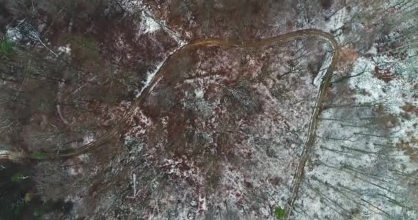 Vista Pitoresca Floresta Faia Encosta Montanha Início Manhã Inverno — Vídeo de Stock