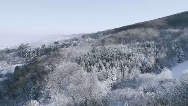 Pittoresca Vista Della Foresta Innevata Montagna Durante Giornata Invernale — Video Stock