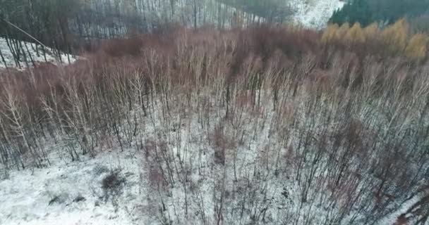 Vista Aérea Floresta Coberta Neve Dia Inverno — Vídeo de Stock