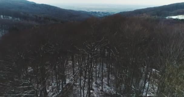 Воздушный Вид Заснеженных Лесов Зимний День — стоковое видео