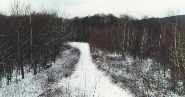 Вид Повітря Засніжений Ліс Зимовий День — стокове відео