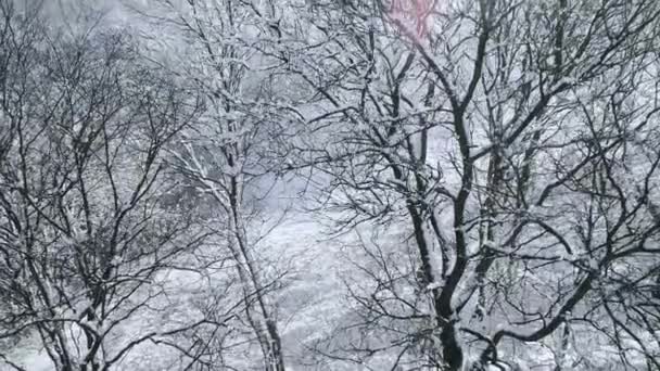 Pintoresca Vista Del Bosque Cubierto Nieve Las Montañas Día Invierno — Vídeo de stock