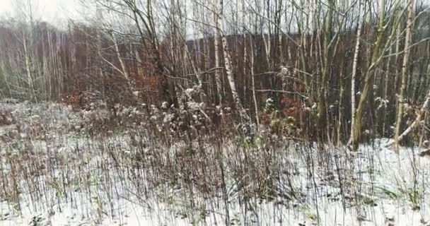 Vista Aérea Floresta Coberta Neve Dia Inverno — Vídeo de Stock