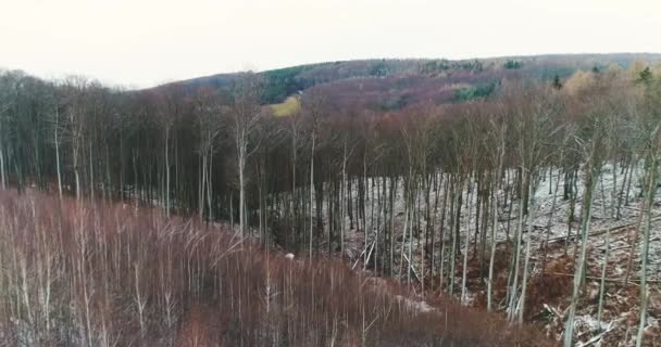 雪の空撮は 冬の日に森を覆われています — ストック動画