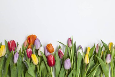 Beyaz arka plan üzerinde taze renkli Lale yığını 