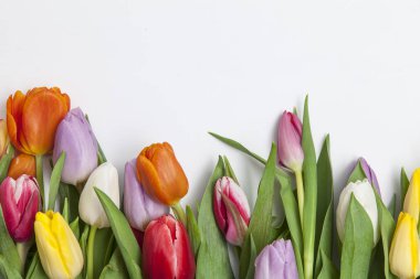 Beyaz arka plan üzerinde taze renkli Lale yığını 