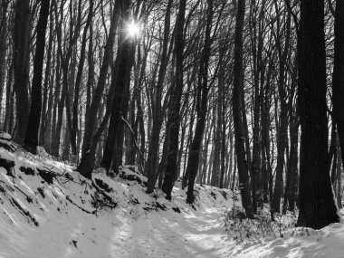 kar kış gününde road arasında orman kaplı