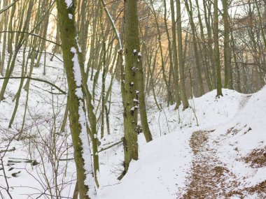 kar kış gününde road arasında orman kaplı