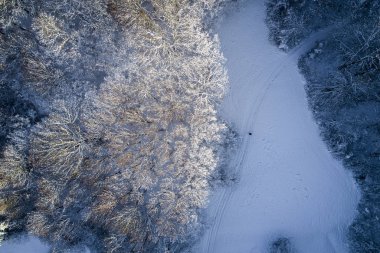 kar hava görünümünü orman güneşli kış gününde kaplı.