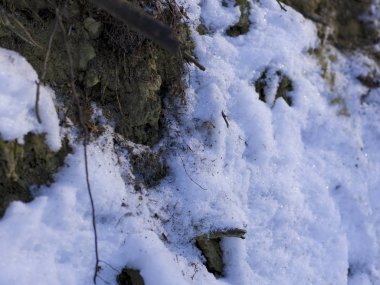 karla kaplı ağaç kabuğu, yakın çekim 