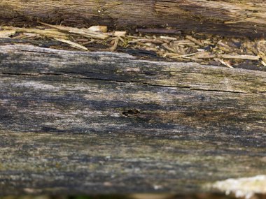 Kahverengi ahşap dokulu doğrama şablonu