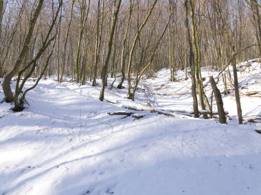 kar kış gününde road arasında orman kaplı