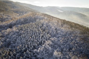 kar hava görünümünü orman güneşli kış gününde kaplı.