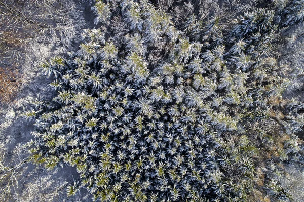 阳光明媚的冬日白雪覆盖森林的鸟瞰图 — 图库照片
