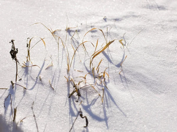 Сніг Покритий Зеленою Травою Полі Впритул — стокове фото