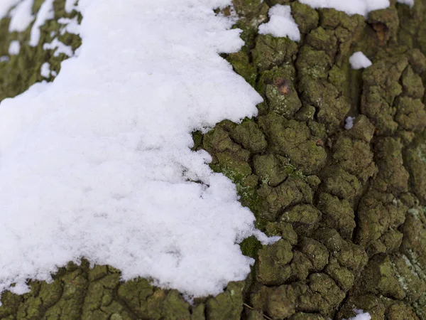 Снігова Покрита Корою Дерева Крупним Планом — стокове фото