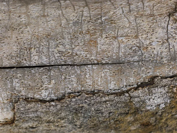 Modelo Carpintaria Com Textura Madeira Marrom — Fotografia de Stock