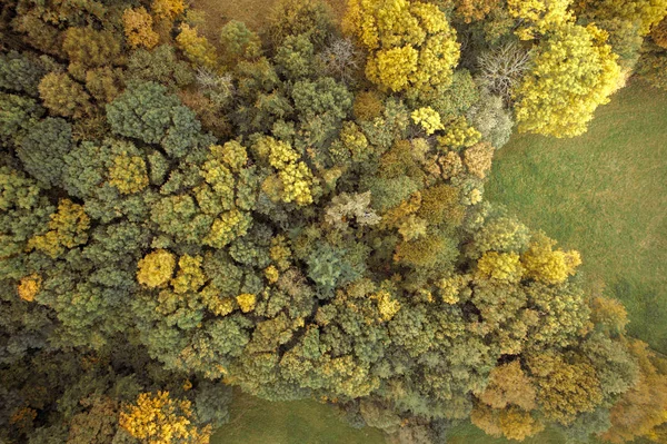 Γραφική Θέα Φωτεινό Καταπράσινο Δάσος Στα Βουνά Στο Ημέρα Του — Φωτογραφία Αρχείου