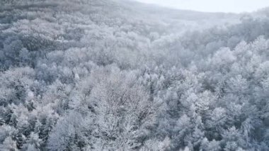 ısmarlayarak kar orman dağlarında kış gününde kaplı.