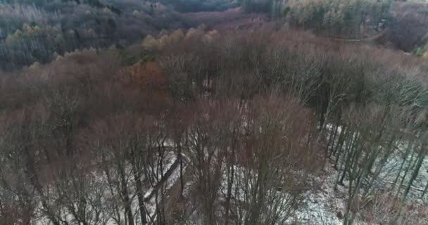 Picturesque View Beech Forest Mountainside Early Winter Morning — Stock Video